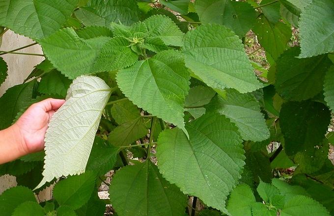 chinese Boehmeria seeds herb Ramie seeds